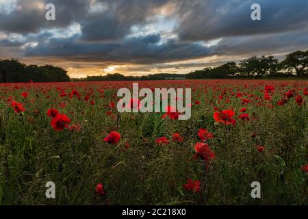 Lever de soleil de moody rétroéclairé sur le champ de pavot de Norfolk iv. Heacham, juin 2020 Banque D'Images