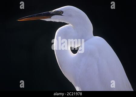 Un grand Egret ou un Egret américain (Ardea alba), J.N. Ding Darling National Wildlife refuge, Sanibel Island, Floride, États-Unis Banque D'Images