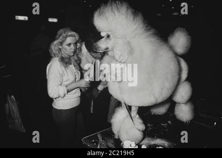 Caniche Royal chien d'exposition. Crufts dog show. Earls Court. Londres. Circa 1989 Banque D'Images