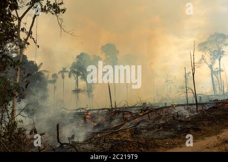 Les arbres de la forêt amazonienne sont incendiés avec de la fumée lors de la déforestation illégale vers une zone ouverte pour l'agriculture. Concept de déforestation, dommages environnementaux, co2. Banque D'Images