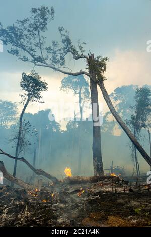 Arbres en feu avec de la fumée dans la déforestation illégale dans la forêt amazonienne à ouvrir la zone pour l'agriculture. Concept de co2, environnement, écologie, climat Banque D'Images