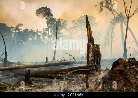 Arbres en feu avec de la fumée dans la déforestation illégale dans la forêt amazonienne à ouvrir la zone pour l'agriculture. Concept de co2, environnement, écologie, climat Banque D'Images