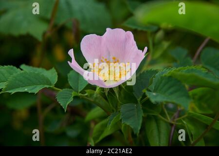 Dogrose (Rosa canina) fleurs croissant dans un jardin de campagne pendant l'été, East Yorkshire, Angleterre, Royaume-Uni, GB. Banque D'Images