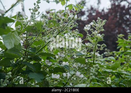 BlackBerry (Rubus fruticosus) fleurs croissant dans un jardin de campagne pendant l'été, East Yorkshire, Angleterre, Royaume-Uni, GB. Banque D'Images