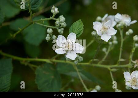 BlackBerry (Rubus fruticosus) fleurs croissant dans un jardin de campagne pendant l'été, East Yorkshire, Angleterre, Royaume-Uni, GB. Banque D'Images