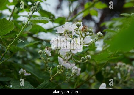 BlackBerry (Rubus fruticosus) fleurs croissant dans un jardin de campagne pendant l'été, East Yorkshire, Angleterre, Royaume-Uni, GB. Banque D'Images