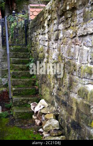 Accès à l'ancien jardin depuis l'escalier en pierre et le mur en pierre naturelle avec de la mousse et des mauvaises herbes Banque D'Images