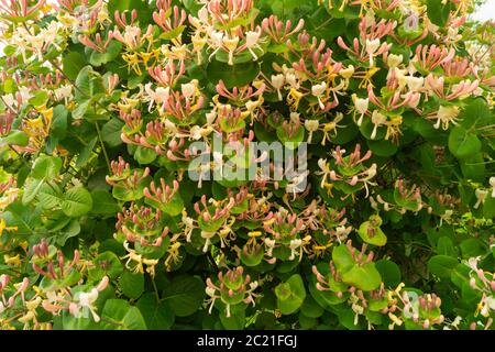 Le Blossom à la chèvrefeuille de miel dans le jardin à la journée solaire. Magnifique fond naturel de couleur et de feuille verte Banque D'Images