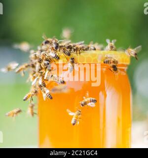 Essaim d'abeilles autour d'un pot plein de miel dans le rucher Banque D'Images