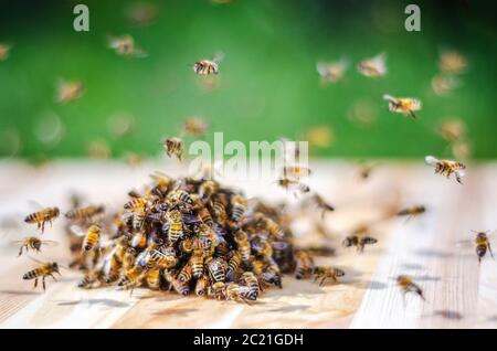 Essaim d'abeilles autour d'un balancier à tremper dans du miel dans le rucher Banque D'Images