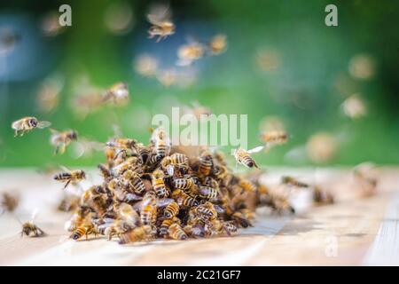 Essaim d'abeilles autour d'un balancier à tremper dans du miel dans le rucher Banque D'Images