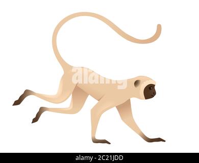 Adorable singe vervet Monkey courir beige singe avec visage marron dessin animé animal dessin vectoriel plat illustration isolée sur fond blanc Illustration de Vecteur