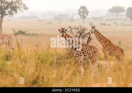 Deux girafes de Rothschild ( Giraffa camelopaardalis rothschild) dans une belle lumière au lever du soleil, Murchison Falls National Park, Ouganda. Banque D'Images