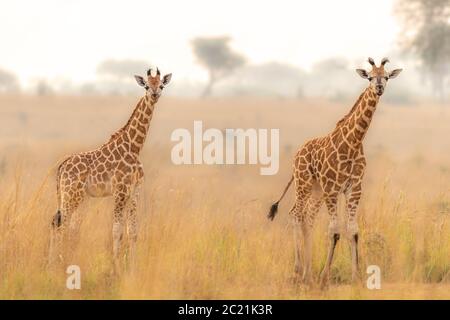 Deux girafes de Rothschild ( Giraffa camelopaardalis rothschild) dans une belle lumière au lever du soleil, Murchison Falls National Park, Ouganda. Banque D'Images