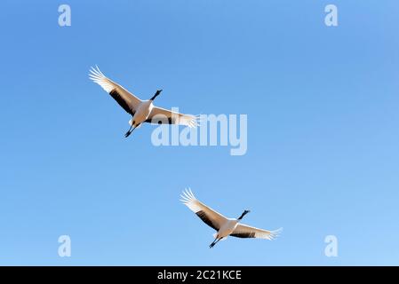 Deux grues japonaises sur le ciel bleu clair, volant deux grues à couronne rouge. Banque D'Images