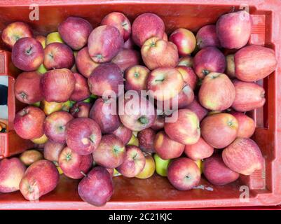 Pommes rouges dans une palette sur un comptoir dans un supermarché. Le fruit est une source d'éléments et de vitamines utiles. Un produit sain dans le régime quotidien de Banque D'Images