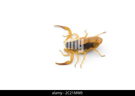 Vue sur le dessus du scorpion jaune mortel dangereux isolée sur fond blanc Banque D'Images