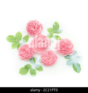 Les roses roses fleurissent dans le lait. Fond de pose plat fleuri minimal Banque D'Images