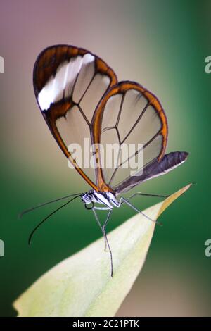 Papillon à ailes de verre, assis sur une feuille, vue latérale. Banque D'Images