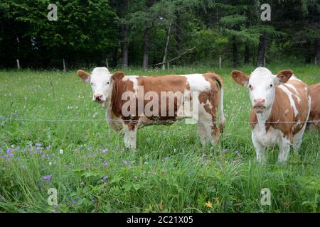 Les vaches brunes et blanches se tiennent à l'extérieur sur un pâturage vert Banque D'Images