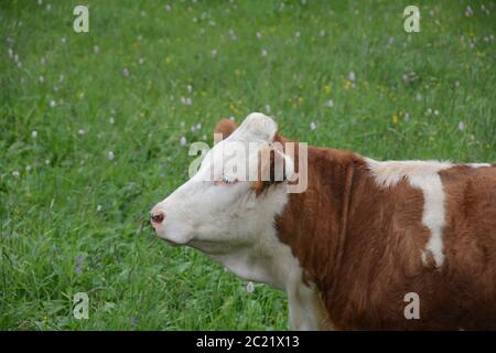 Une vache du côté se tient sur le pâturage, avec de l'herbe verte et des fleurs Banque D'Images