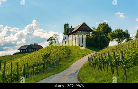 Magnifique paysage de vignobles autrichiens dans le sud de la Styrie. La Toscane célèbre comme un endroit à visiter. Banque D'Images