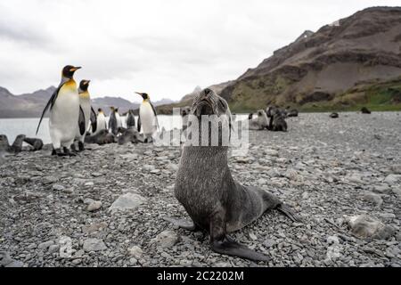 Les lions de mer et les manchots royaux de Fortuna Bay, Géorgie du Sud Banque D'Images