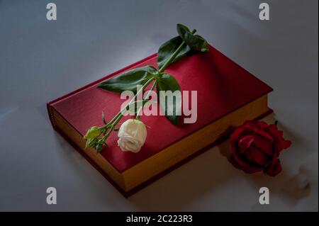 rose blanche posée sur le livre Banque D'Images