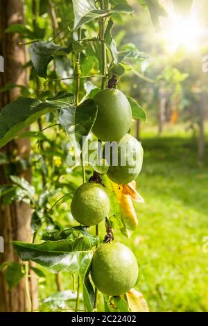 Fruits de la passion frais et mûrs sur l'arbre sur la ferme biologique. Banque D'Images