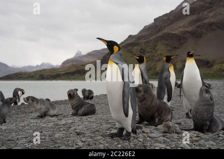 Les lions de mer et les manchots royaux de Fortuna Bay, Géorgie du Sud Banque D'Images