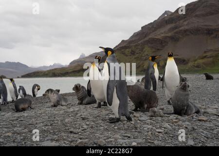 Les lions de mer et les manchots royaux de Fortuna Bay, Géorgie du Sud Banque D'Images