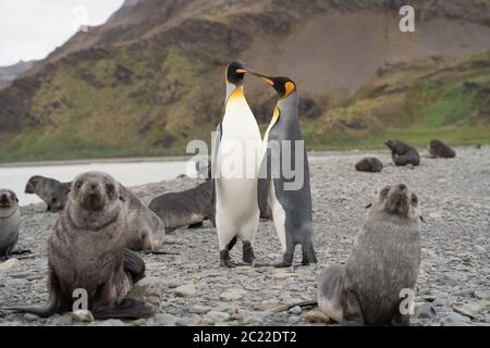 Les lions de mer et les manchots royaux de Fortuna Bay, Géorgie du Sud Banque D'Images