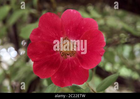 Gros plan d'une fleur de rose sauvage de Rosa moyesii 'Geranium' rouge vif Banque D'Images
