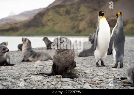 Les lions de mer et les manchots royaux de Fortuna Bay, Géorgie du Sud Banque D'Images