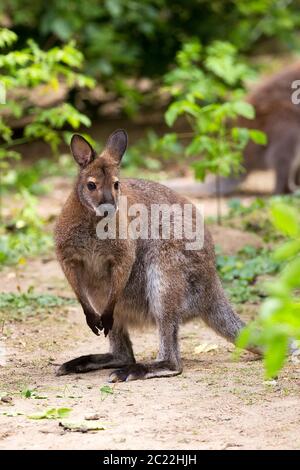 Le kangourou wallaby à cou rouge dans une clairière Banque D'Images