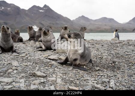 Lions de mer dans la baie de Fortuna, Géorgie du Sud Banque D'Images