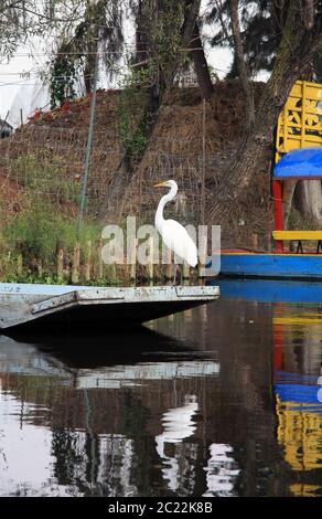 L'île des poupées (la Isla de las Muñecas) les petites îles du lac Xochimilco, Mexico, Mexique Banque D'Images