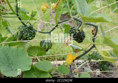 Warted gourdes ornementales vert foncé qui porte encore les fleurs fanées, croissant sur les vignes en pétard Banque D'Images