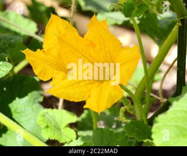 Fleurs mâles de couleur jaune vif d'une usine de cucurbitacées avec le pollen des étamines couvertes de feuilles vert dense, entre Banque D'Images