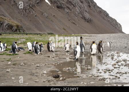 Pingouins roi en antarctique réfléchissant dans une flaque , Fortuna Bay South Georgia 2020 Banque D'Images