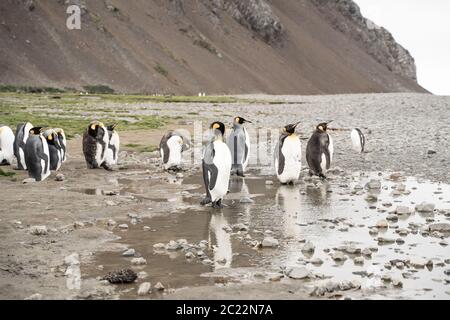 Pingouins roi en antarctique réfléchissant dans une flaque , Fortuna Bay South Georgia 2020 Banque D'Images