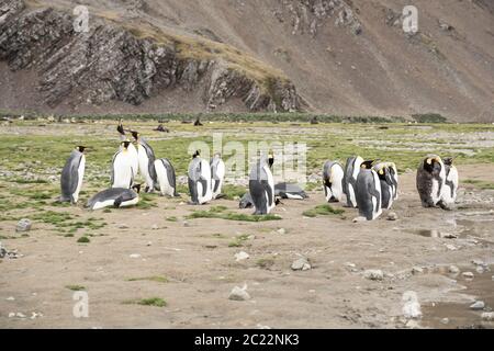 Pingouins roi en antarctique réfléchissant dans une flaque , Fortuna Bay South Georgia 2020 Banque D'Images