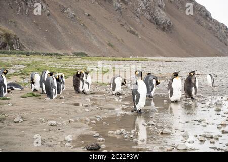 Pingouins roi en antarctique réfléchissant dans une flaque , Fortuna Bay South Georgia 2020 Banque D'Images