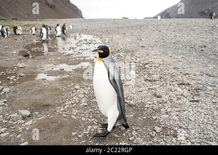 Pingouins roi en antarctique réfléchissant dans une flaque , Fortuna Bay South Georgia 2020 Banque D'Images