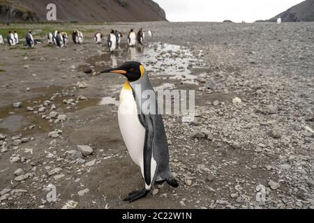 Pingouins roi en antarctique réfléchissant dans une flaque , Fortuna Bay South Georgia 2020 Banque D'Images