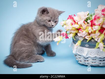 Chaton tout droit écossais. Un chaton est à côté de fleurs roses. Le chaton touche la patte pour les fleurs. Chat avec décorations. Sur un fond bleu Banque D'Images