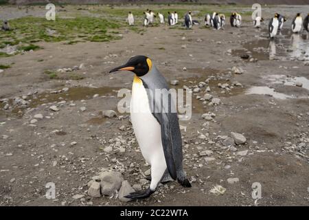 Pingouins roi en antarctique réfléchissant dans une flaque , Fortuna Bay South Georgia 2020 Banque D'Images