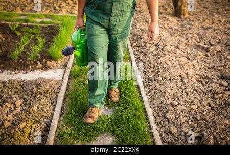 Man gardening dans son jardin, sur une belle journée de printemps (tons de couleur libre) Banque D'Images