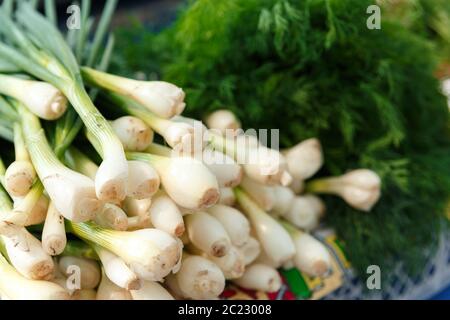 Empiler avec l'oignon vert mûr sur le comptoir du marché biélorusse. Légumes frais dans le bazar de rue. Concombres piquants. Banque D'Images