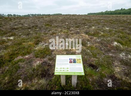 La réserve naturelle de la Moss Rouge de Balerno, dans le parc régional des collines de Pentland, est un site d'intérêt scientifique spécial (SSSI). Banque D'Images